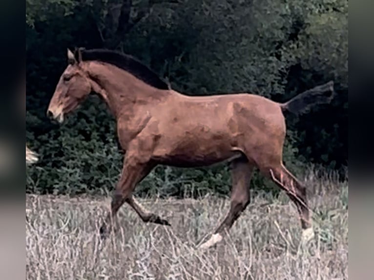 PRE Stallion 1 year  in Las Piñas