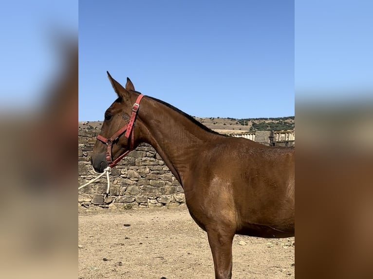 PRE Stallion 1 year in Las Piñas