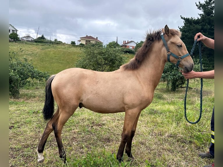 PRE Mix Stallion 1 year Dun in Vega (Gijón)