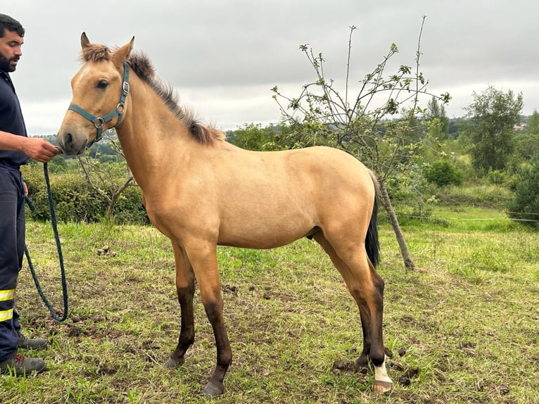 PRE Mix Stallion 1 year Dun in Vega (Gijón)