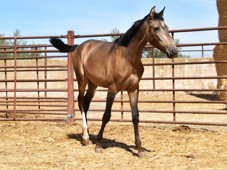 PRE Mix Stallion 1 year Dun in Provinz Granada