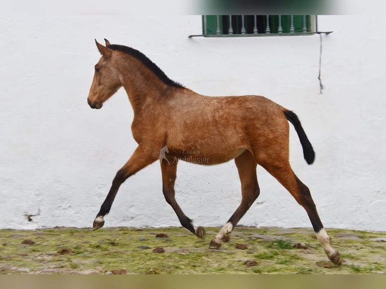 PRE Mix Stallion 1 year Dun in Provinz Cordoba