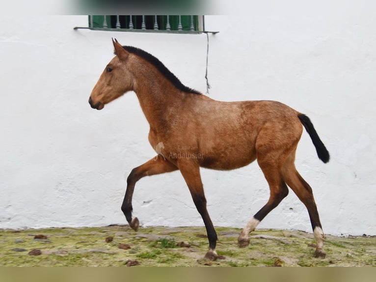 PRE Mix Stallion 1 year Dun in Provinz Cordoba