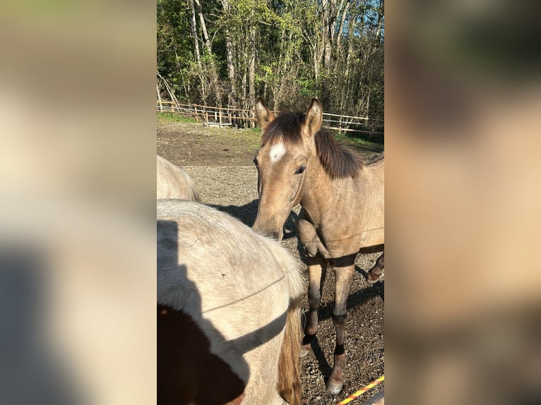 PRE Stallion 1 year Dun in Klagenfurt,11.Bez.:St. Ruprecht