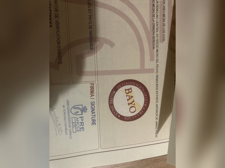 PRE Stallion 1 year Dun in El Barco De Avila