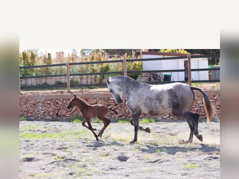 PRE Stallion 1 year Gray in Valencia