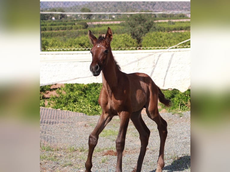 PRE Stallion 1 year Gray in Valencia