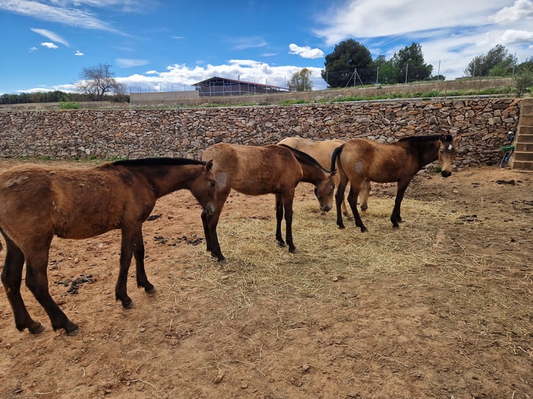 PRE Stallion 1 year Gray in Valencia