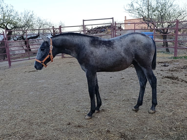 PRE Mix Stallion 1 year Gray in Cadiar