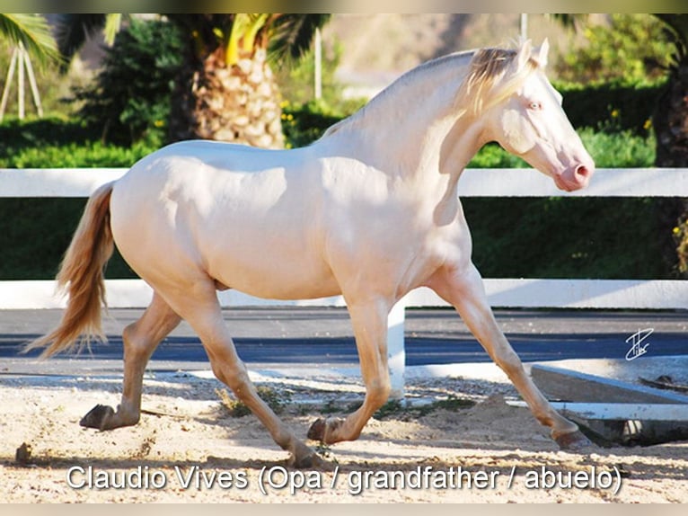 PRE Stallion 1 year Gray in Provinz Granada