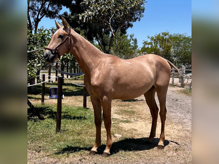 PRE Stallion 1 year Gray in Almonte