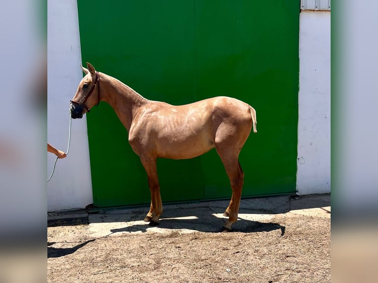 PRE Stallion 1 year Gray in Almonte