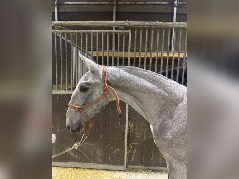 PRE Mix Stallion 1 year Grey in Revilla de Camargo