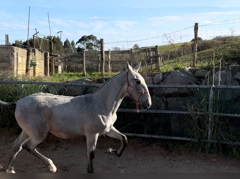 PRE Mix Stallion 1 year Grey in Revilla de Camargo