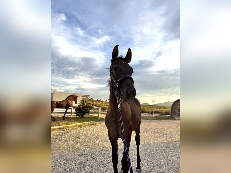 PRE Mix Stallion 1 year Grey-Dark-Tan in Teulada