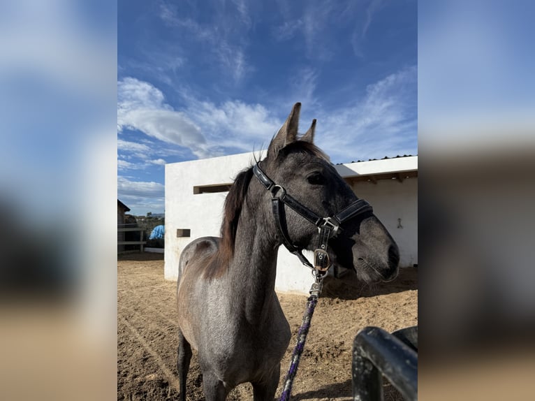 PRE Mix Stallion 1 year Grey-Dark-Tan in Teulada