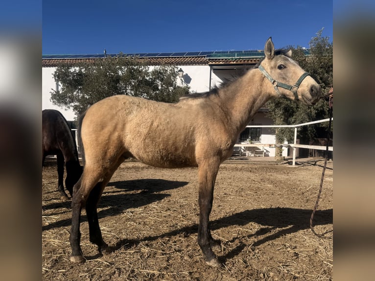 PRE Mix Stallion 1 year Grey in Jaen