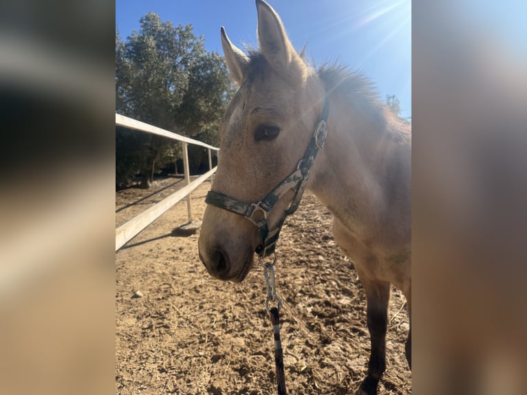 PRE Mix Stallion 1 year Grey in Jaen
