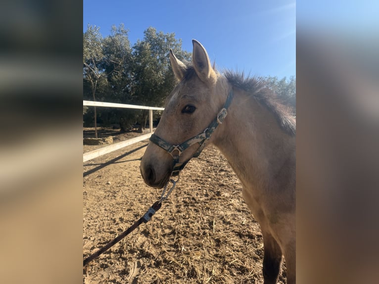PRE Mix Stallion 1 year Grey in Jaen