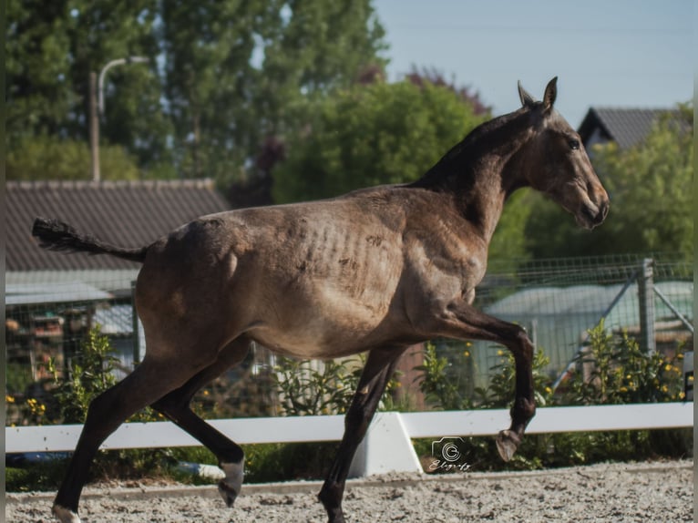 PRE Mix Stallion 1 year Grey in Jemeppe sur sambre