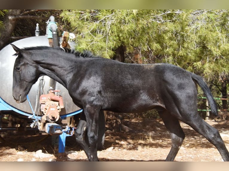 PRE Stallion 1 year Grey in Provinz Granada