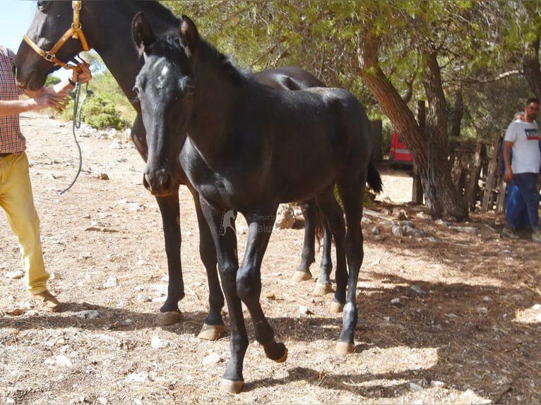 PRE Stallion 1 year Grey in Provinz Granada