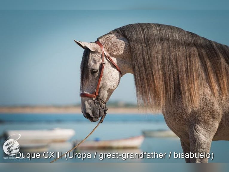 PRE Stallion 1 year Grey in Provinz Granada