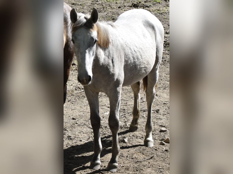 PRE Mix Stallion 1 year Grey in Guimar&#xE3;es, Braga