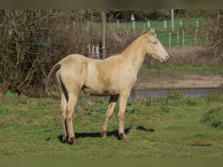 PRE Stallion 1 year  in Le Coudray-sur-Thelle