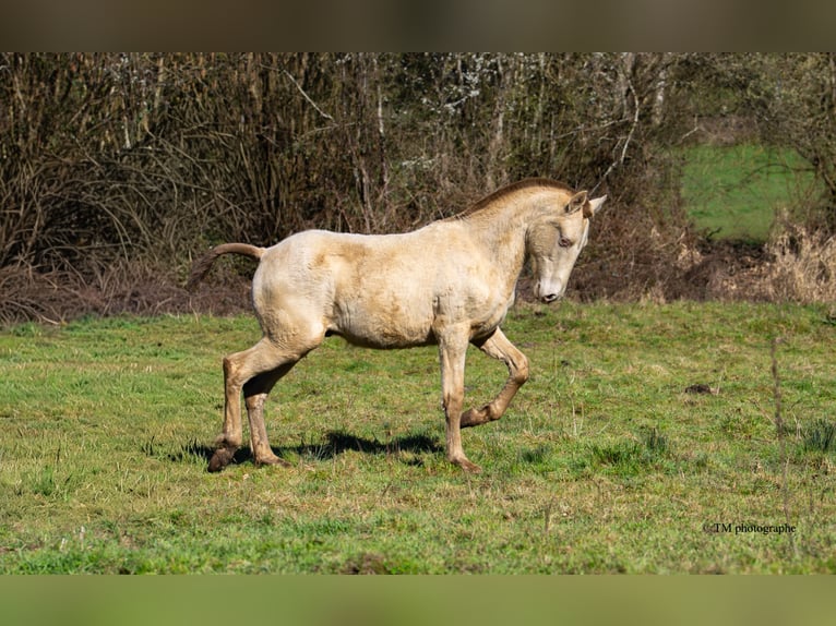 PRE Stallion 1 year  in Le Coudray-sur-Thelle
