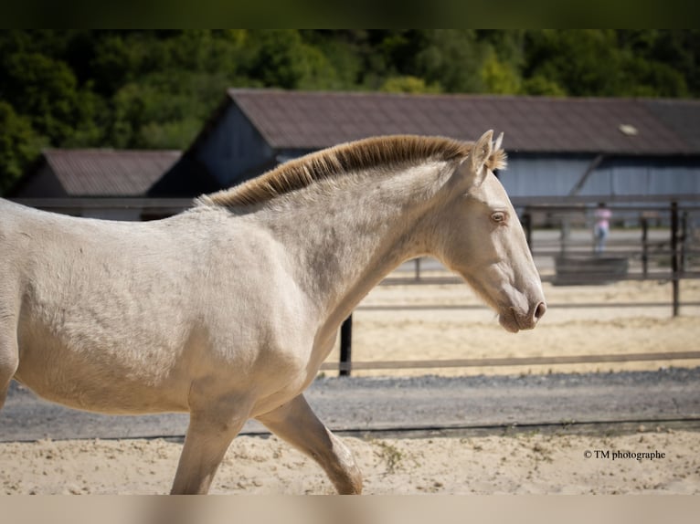 PRE Stallion 1 year  in Le Coudray-sur-Thelle