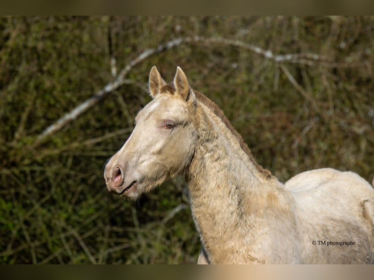 PRE Stallion 1 year  in Le Coudray-sur-Thelle
