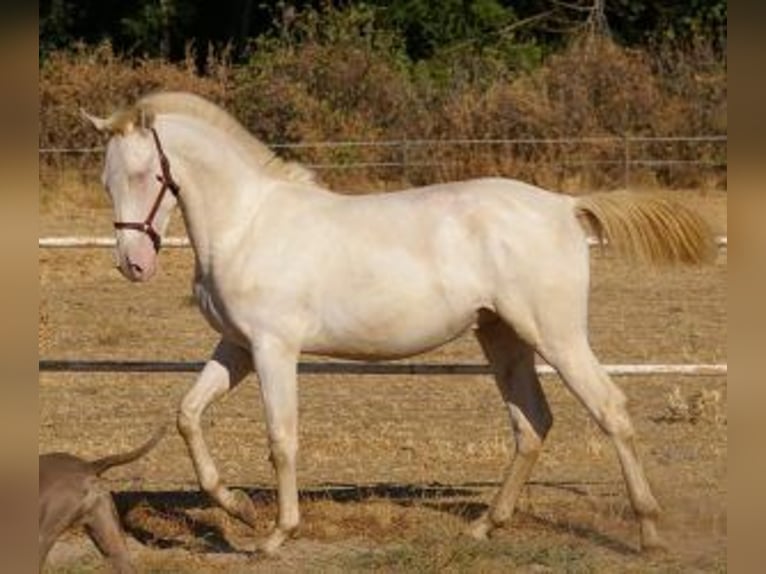 PRE Mix Stallion 1 year Overo-all-colors in Madrid