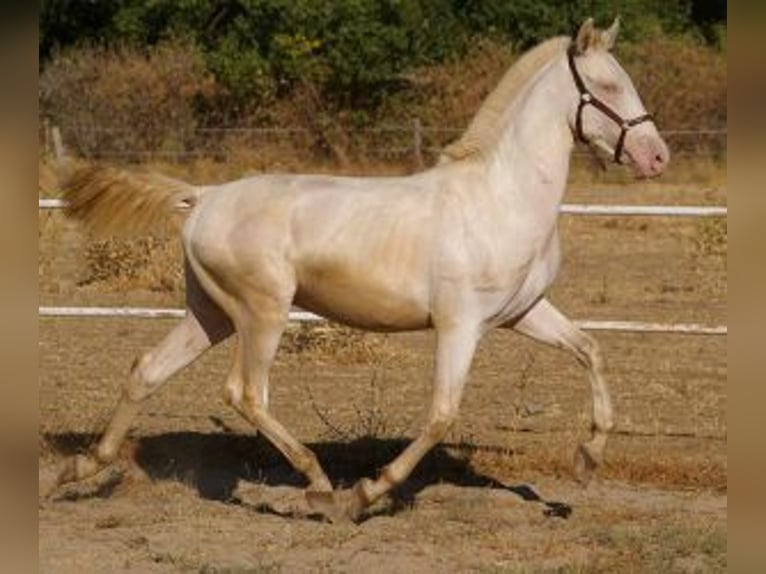PRE Mix Stallion 1 year Overo-all-colors in Madrid