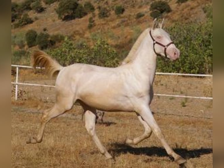PRE Mix Stallion 1 year Overo-all-colors in Madrid