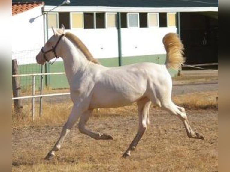 PRE Mix Stallion 1 year Overo-all-colors in Madrid