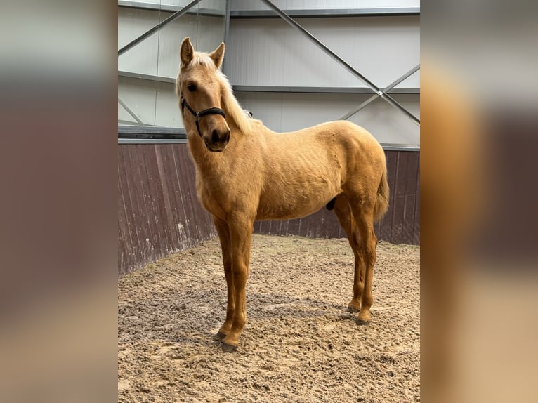 PRE Stallion 1 year Palomino in Soria