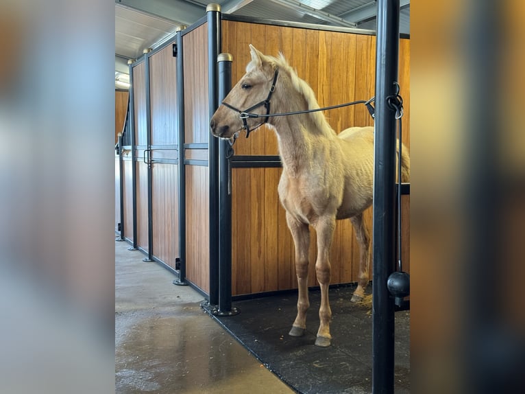 PRE Stallion 1 year Palomino in Soria