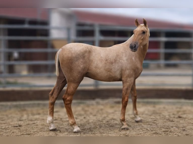 PRE Stallion 1 year Palomino in Caumont