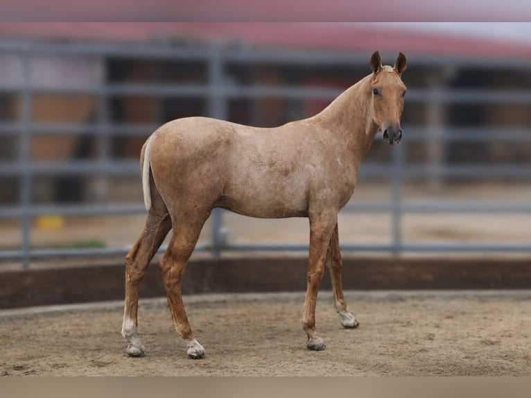 PRE Stallion 1 year Palomino in Caumont