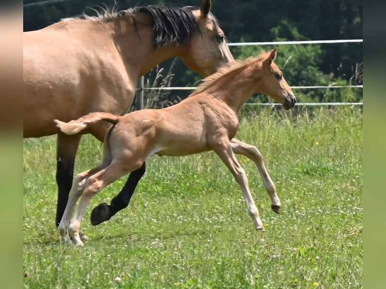 PRE Stallion 1 year Palomino in Klettgau