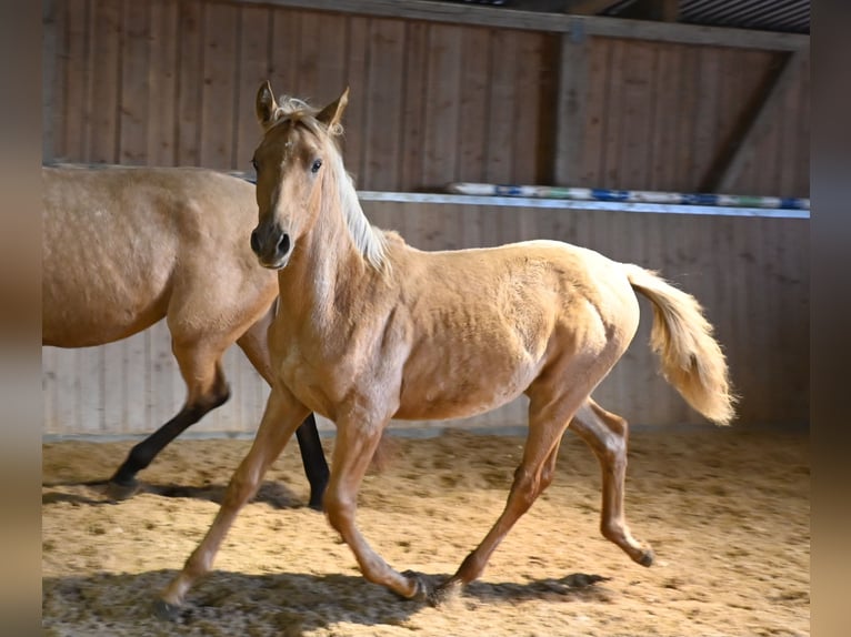 PRE Stallion 1 year Palomino in Klettgau