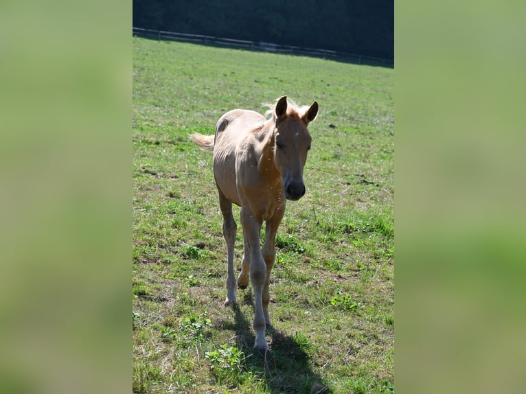PRE Stallion 1 year Palomino in Klettgau