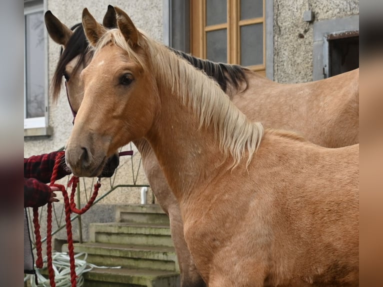 PRE Stallion 1 year Palomino in Klettgau