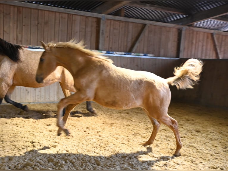 PRE Stallion 1 year Palomino in Klettgau