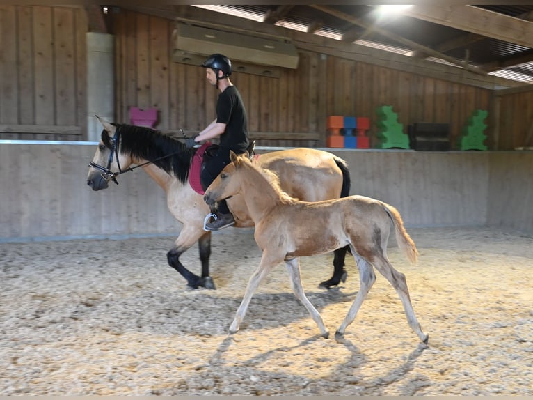 PRE Stallion 1 year Palomino in Klettgau