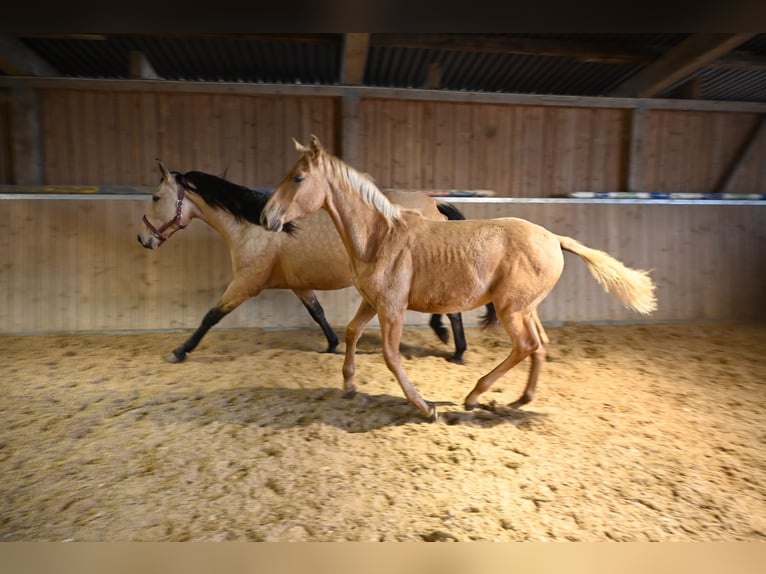 PRE Stallion 1 year Palomino in Klettgau