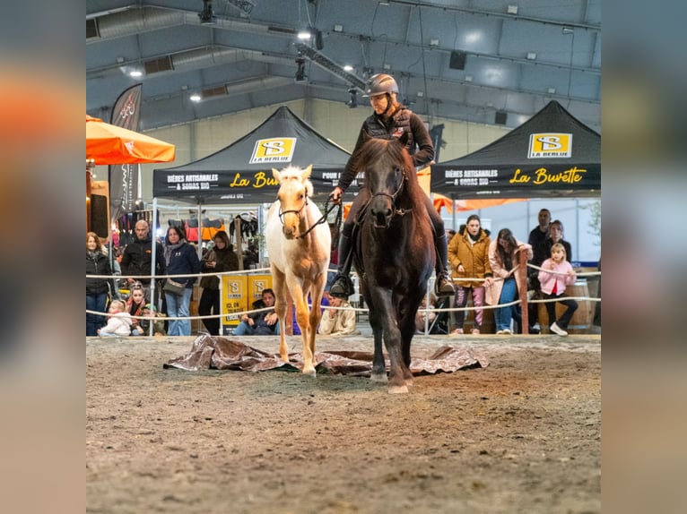 PRE Stallion 1 year Palomino in Caumont