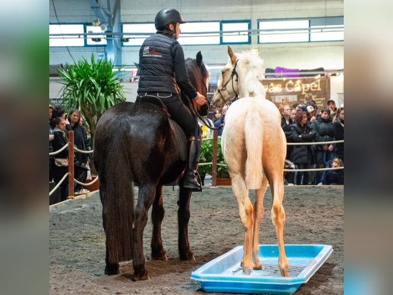 PRE Stallion 1 year Palomino in Caumont