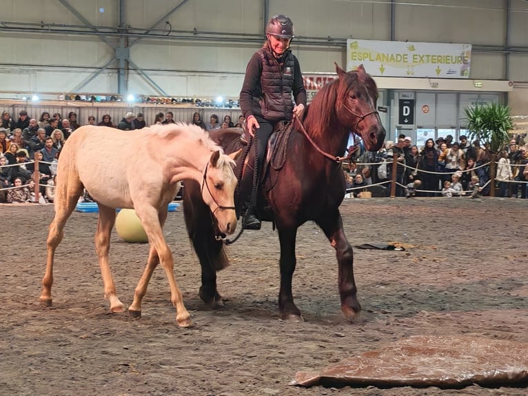 PRE Stallion 1 year Palomino in Caumont